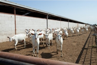 Goat farm In Azerbaijan 